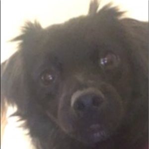 Meet your Posher, Bella